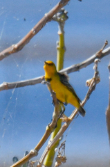 Epthianura crocea