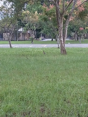 Phasianus colchicus formosanus