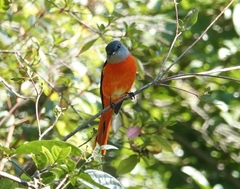 Pericrocotus solaris