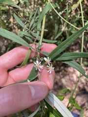 Olearia viscidula