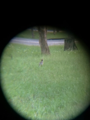 Phasianus colchicus formosanus