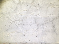 Oligolophus tridens