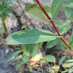 Salix laevigata