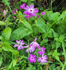 Pericallis × hybrida