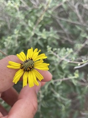 Encelia asperifolia