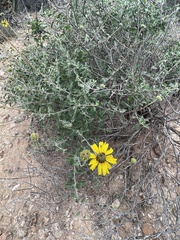 Encelia asperifolia