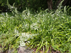 Albuca nelsonii