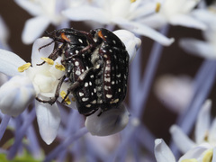 Oxythyrea marginalis