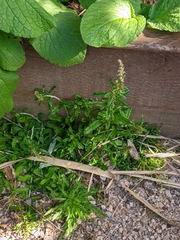 Gamochaeta americana