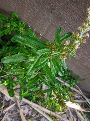 Gamochaeta americana