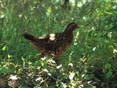 Bambusicola thoracicus