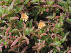 Oscularia vernicolor