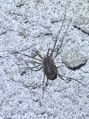 Oligolophus tridens