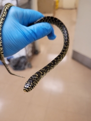 Lampropeltis holbrooki