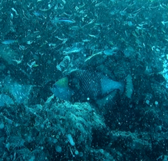 Balistoides viridescens