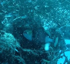 Balistoides viridescens