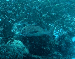 Plectorhinchus chaetodonoides