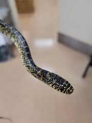 Lampropeltis holbrooki