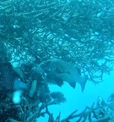 Plectorhinchus chaetodonoides