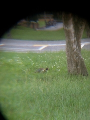 Phasianus colchicus formosanus