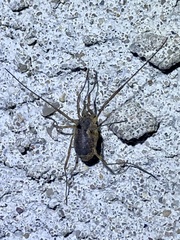 Oligolophus tridens