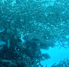 Plectorhinchus chaetodonoides