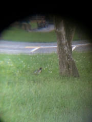 Phasianus colchicus formosanus