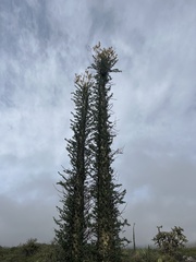 Fouquieria columnaris