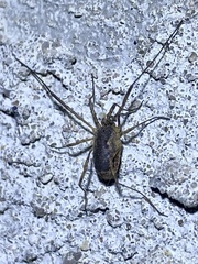 Oligolophus tridens
