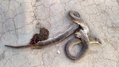 Paraphimophis rusticus