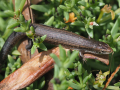 Tetradactylus seps