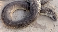 Paraphimophis rusticus