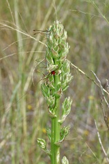 Yucca constricta