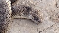 Paraphimophis rusticus