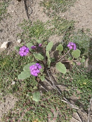 Abronia villosa