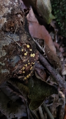Leotiomycetes