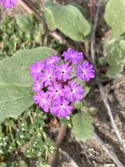 Abronia villosa