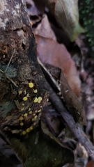 Leotiomycetes