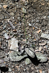 Caulanthus amplexicaulis