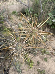 Cylindropuntia molesta
