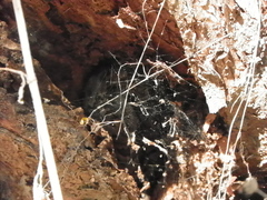 Trimorphodon biscutatus