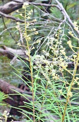 Astrotricha asperifolia