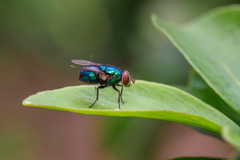 Lucilia eximia