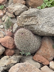 Mammillaria dioica dioica