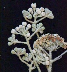 Astrotricha asperifolia