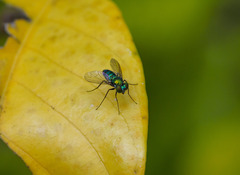 Condylostylus mundus