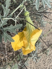 Cucurbita cordata