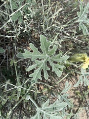 Cucurbita cordata