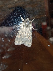 Lithophane consocia