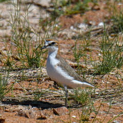 Charadrius ruficapillus